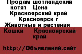 Продам шотландский котят › Цена ­ 2 000 - Красноярский край, Красноярск г. Животные и растения » Кошки   . Красноярский край